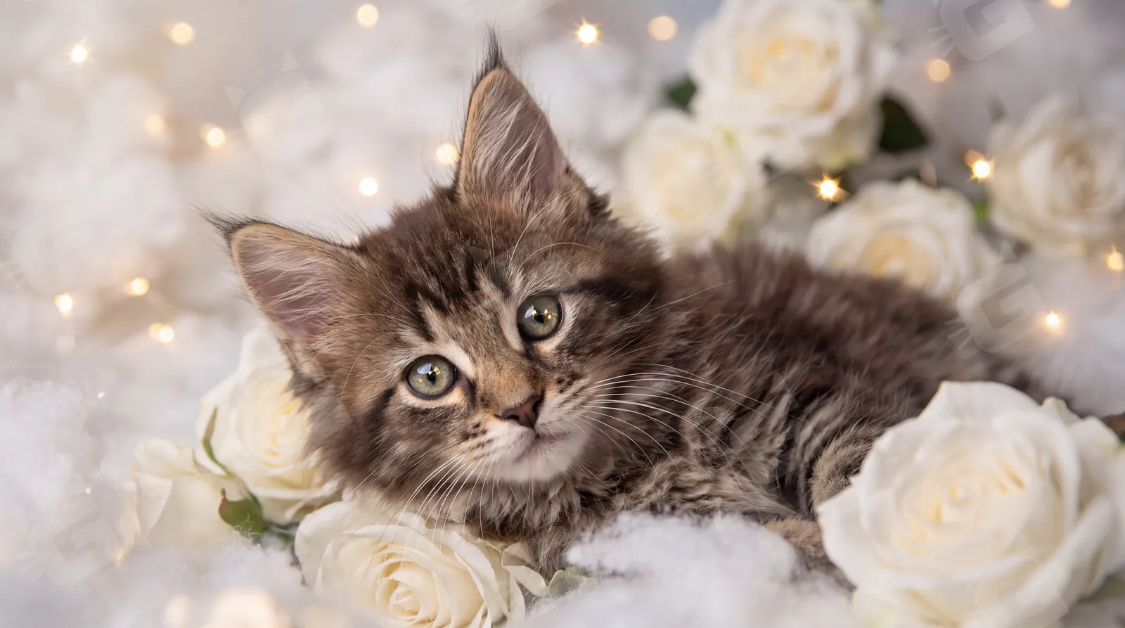 Maine Coon Rose Hollow