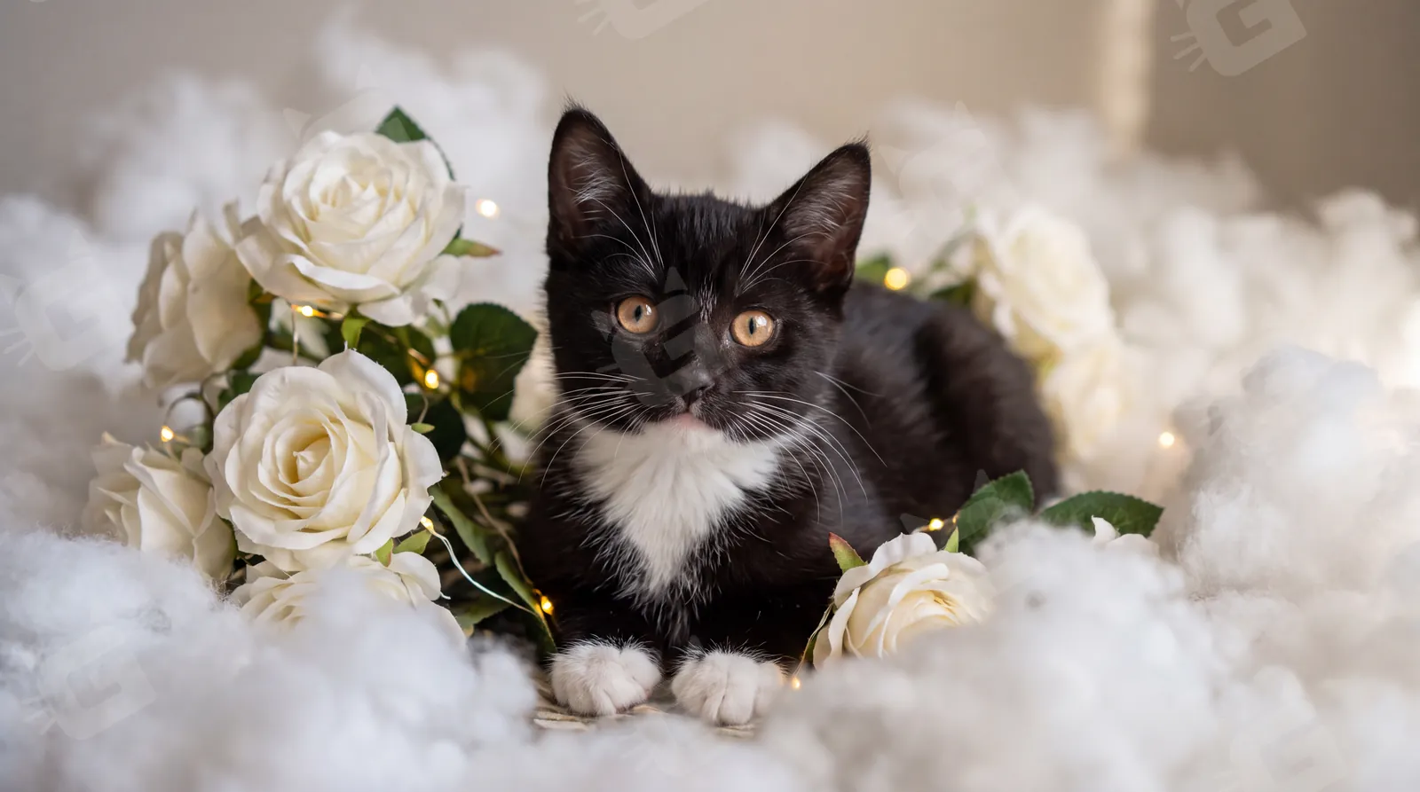 Tuxedo Twilight Roses