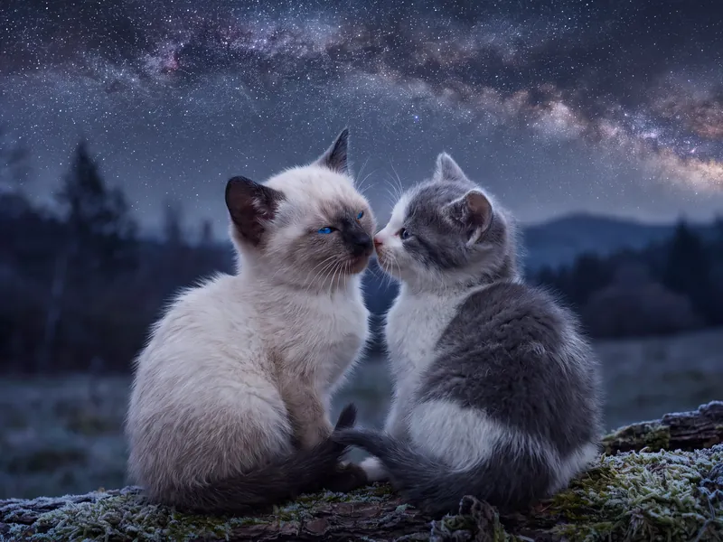 Blue-Eyed Reunion Beneath the Galaxy