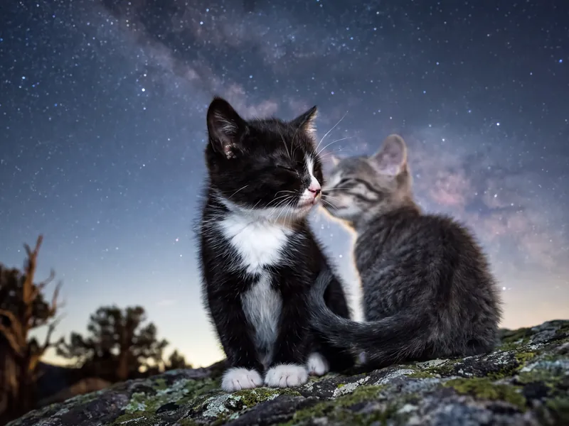 Tuxedo & Tabby, Stardust Companions