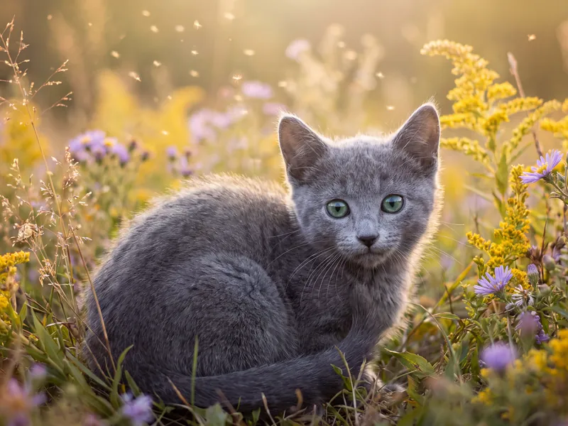 Twilight Meadow Whiskers