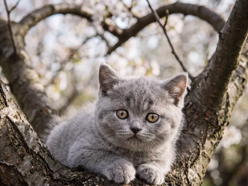 Silver Tabby's Heart-Shaped Bough