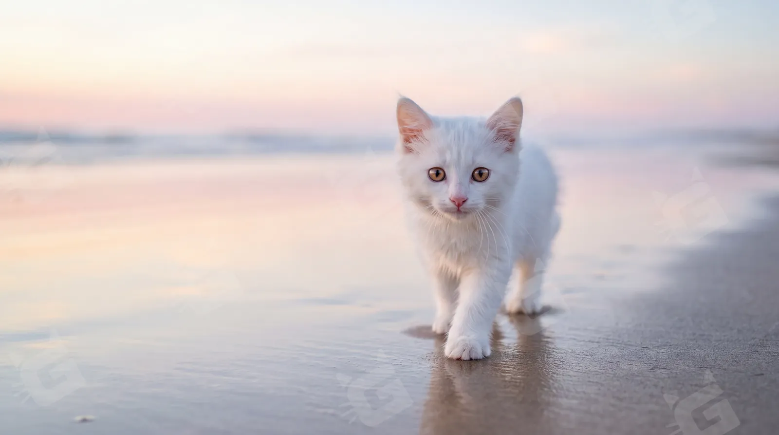Angora Kitten Along the Quiet Shore at Dusk