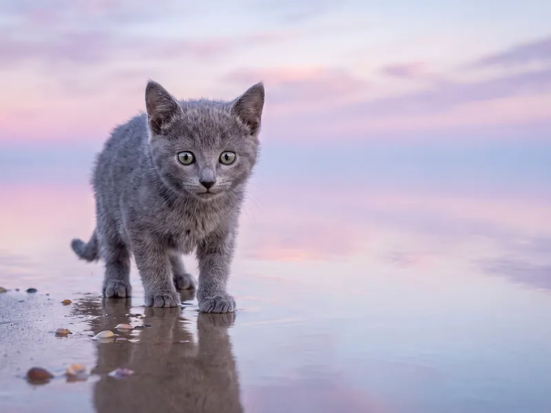 Quiet Shore Beyond Russian Blue Kitten Sunset Walk