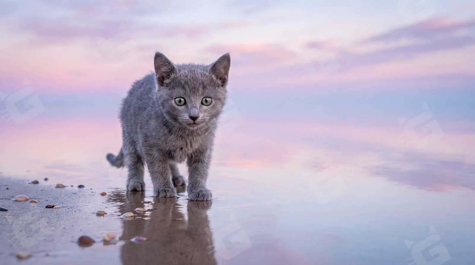 Quiet Shore Beyond Russian Blue Kitten Sunset Walk