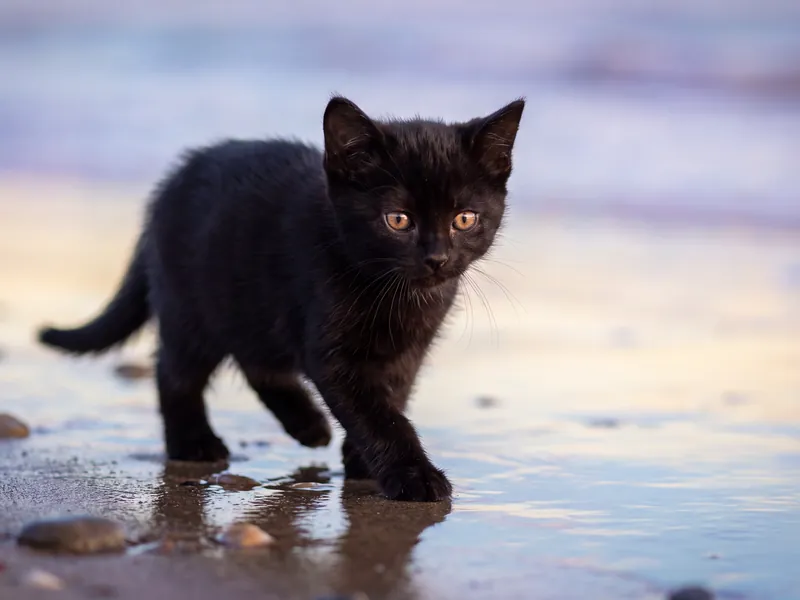 Black Bombay Kitten Twilight Tide Line Walk