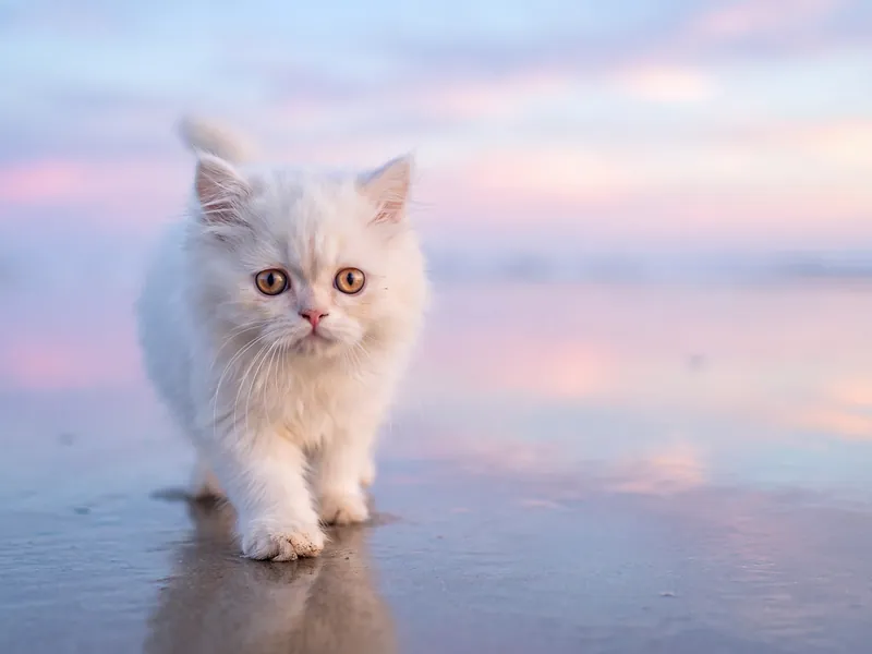 White Persian Kitten Soft Sands Sunset Walk