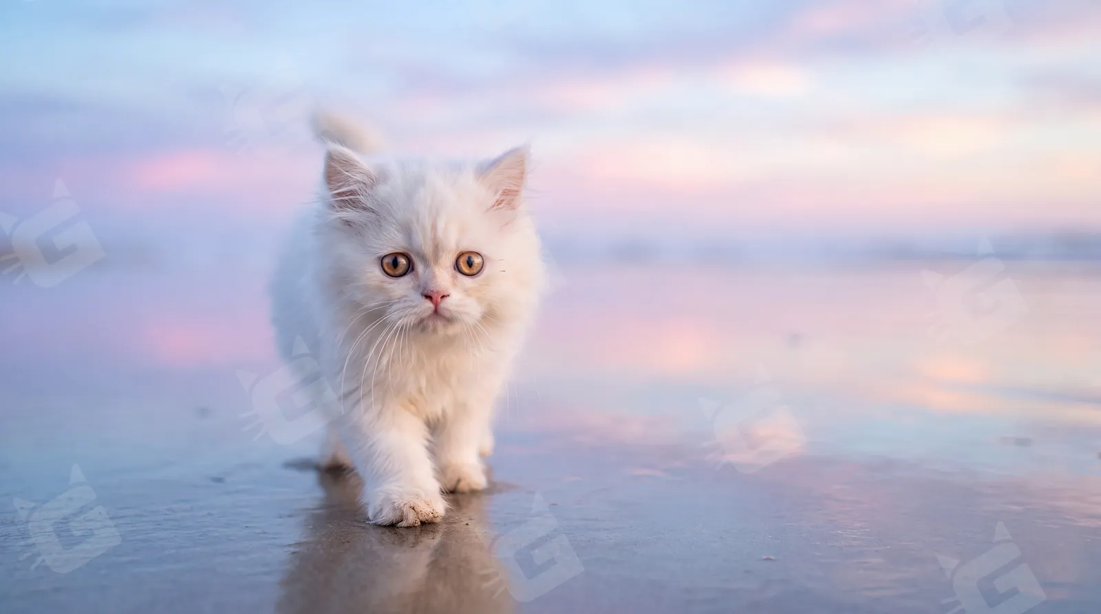White Persian Kitten Soft Sands Sunset Walk