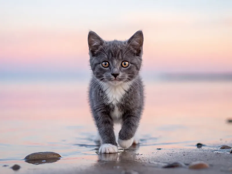Gray Tuxedo Kitten Quiet Tide Reflection