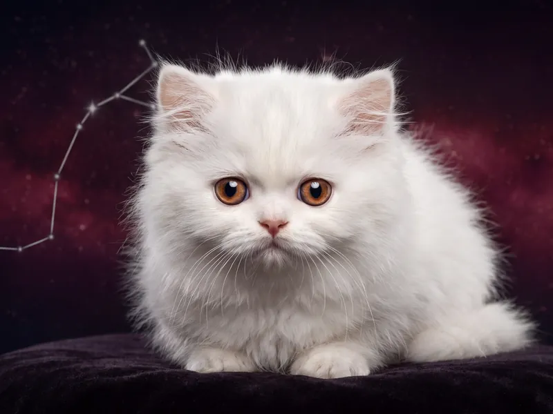 Fluffy Scorpio: Soft Exterior, Sharp Mind